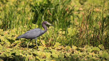 Little blue heron bird Egretta caerulea hunts for frogs
