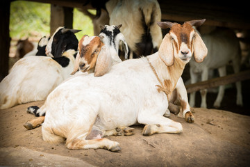 Naklejka na ściany i meble cute of goat resting on the rock in local farm