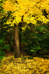 Tree with yellow fall foliage in Seattle's Kubota Garden