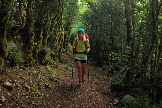 forest trail