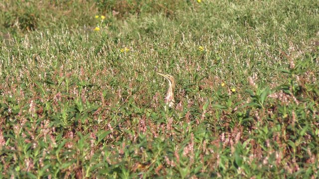 American bittern in Florida wetlands