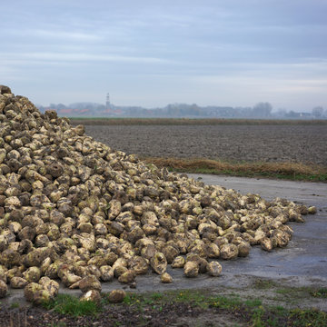 Pile of sugar beets in Friesland