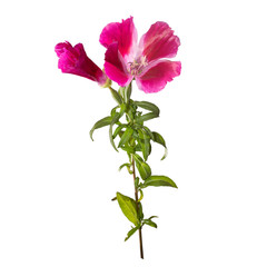 Godetia flower isolated. A branch of beautiful pink and purple spring flowers