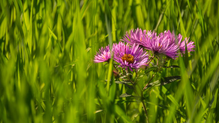 Obraz premium Золотая осень в тайге, Mellow autumn