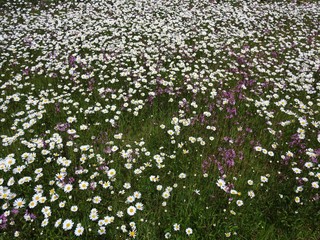 A thousand little daisies hide in the groves sheltered from view.