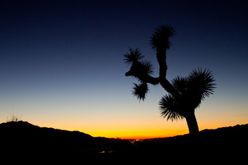 Joshua Tree