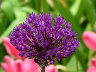 The purple flowers of these onions are like young ladies of the 1930s wearing a hat or colorful turban