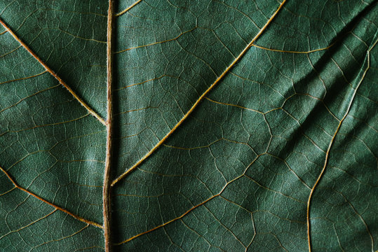 Closeup of leaf