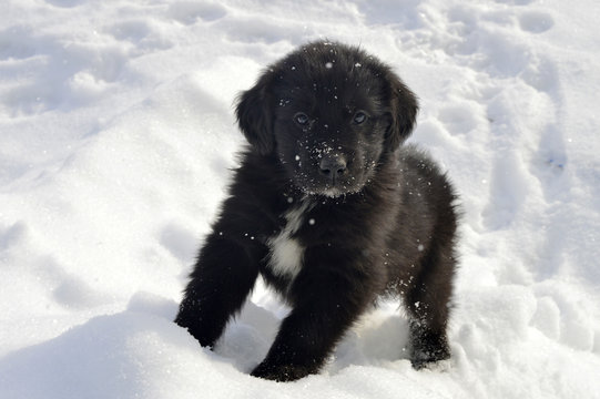 Newborn newfoundland cheap puppies