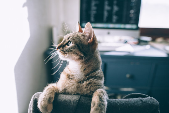 cat playing in front of the computer desk