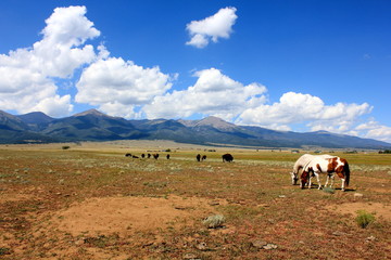 Buffalo and Horses