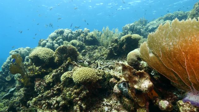 Seascape of coral reef / Caribbean Sea / Curacao with various hard and soft corals, sponges and sea fan