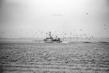 Seagulls engulf a fishing boat on the water