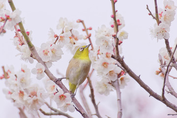 メジロと梅の花