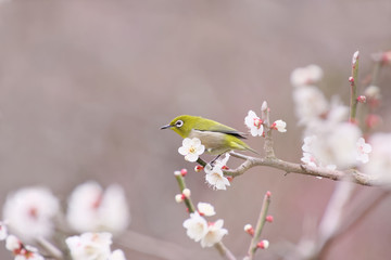 メジロと梅の花