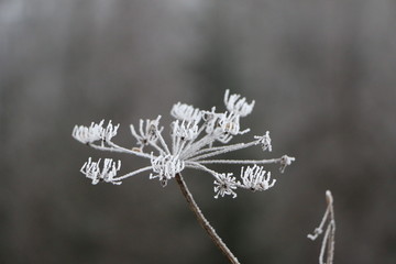 plant, branches, leaves and spikelets in snow-white frost in the morning frost
