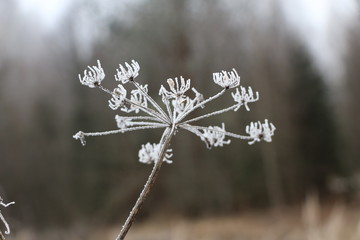 plant, branches, leaves and spikelets in snow-white frost in the morning frost