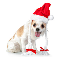 happy Chihuahua dog with Santa hat, pigtails and bows isolated  on white background  