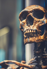 Human Skull Anatomy