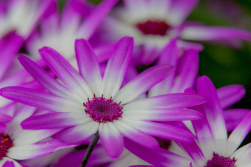 purple flower closeup