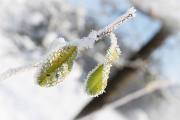 Raureif auf Blättern