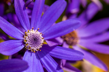 Obraz premium blue flower macro