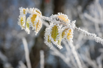 Raureif auf Blättern