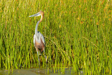 gray heron on river bank