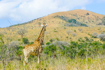 giraffe in its habitat umfolozi national park