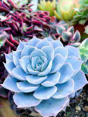Succulent - ECHEVERIA BLUE