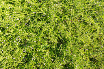 
Green leaf  in the garden