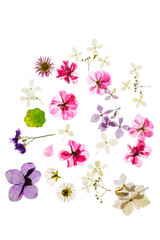 Fototapeta na wymiar colorful dry flowers