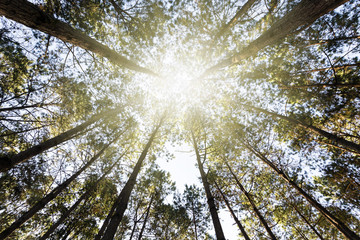 Ant view look up on pine tree at Mae hong son, Thailand