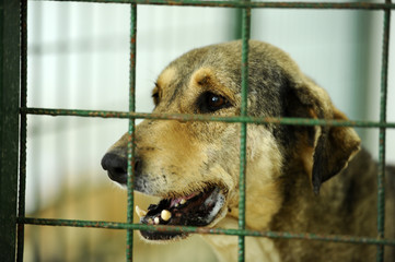 Stray dogs behind the bars in dogs shelter