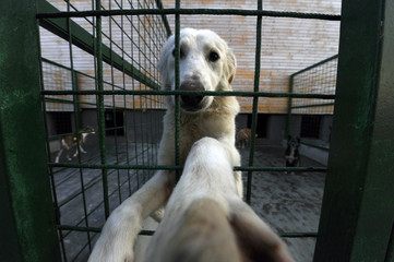 Fototapeta premium Stray dogs behind the bars in dogs shelter