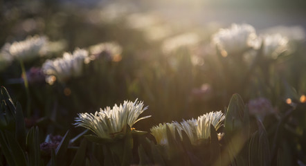 Shallow depth of field detail flowering groundcover