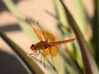 Perched Dragonfly