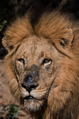 The 'Scar Nose' Male of the Majingilane Lion Coalition