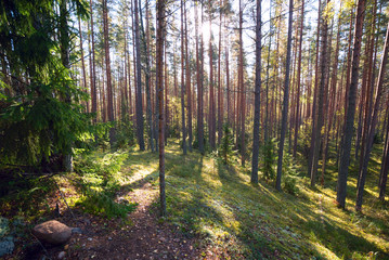 In a pine forest on a Sunny day in the summer.