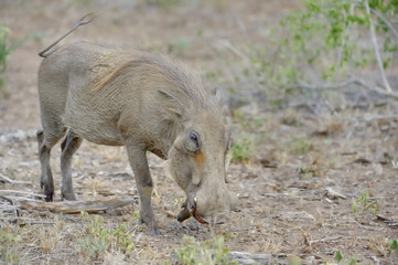 WARTHOG ( Phacochoerus aethiopicus) foraging for rhizomes and roots on barren ground during a drought.