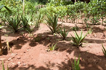 aloe vera plant farm in zanzibar