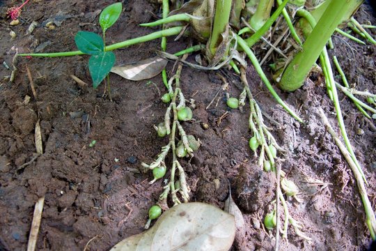 kardamon spice plant in a farm in zanzibar