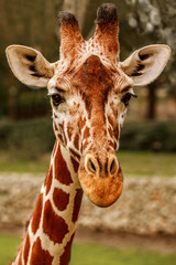 giraffe in the zoo looks forward