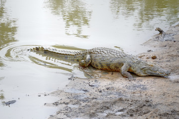 Nile crocodile at waterhole, Mpapha, Imfolosi, South Africa