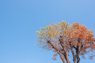 Fall yellow and orange maple leaves on blue sky