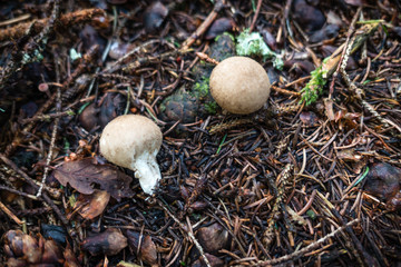 Mushroom in the forest close