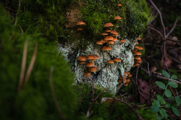 Mushroom in the forest close