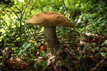 Mushroom in the forest close
