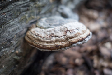Mushroom in the forest close