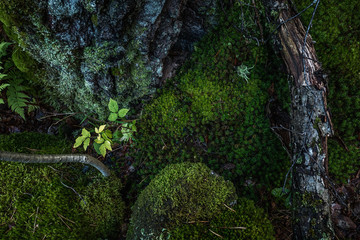 Nature close up in forest